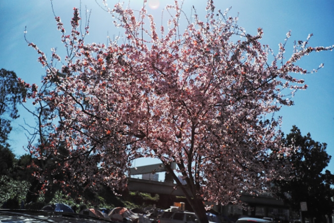 http://www.ickibod.com/files/gimgs/th-88_oakland_20210301L_020.jpg